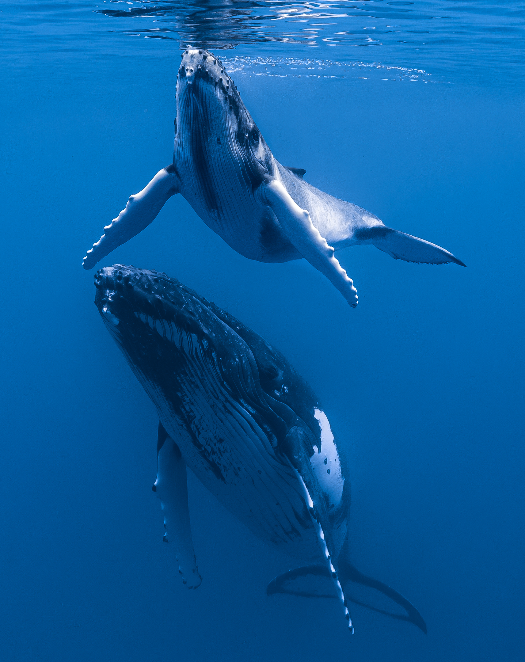 Two humpback whales in clear blue water off Mo'orea