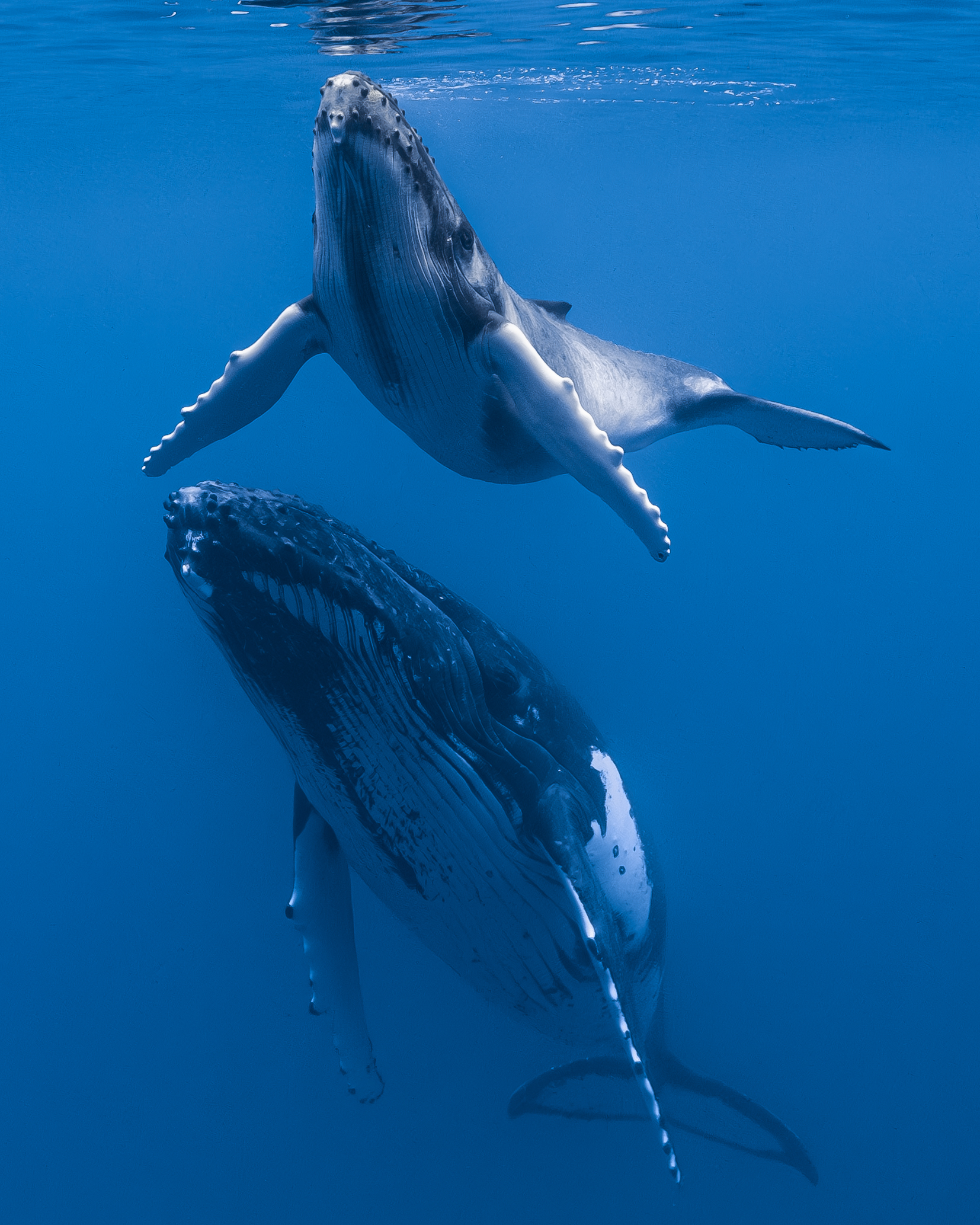 Humpback whales in the water off Mo'orea