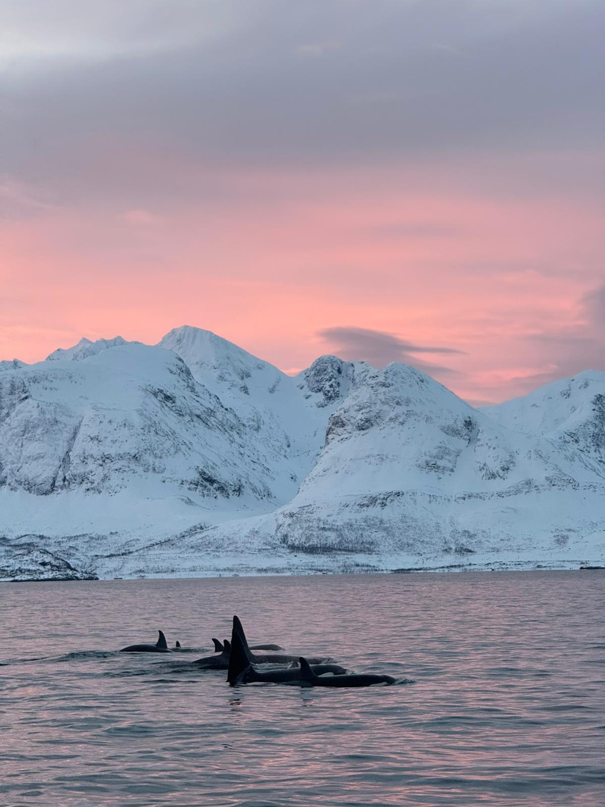 Orca surfacing in a dark Arctic fjord